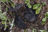 Plectania milleri image