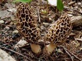 Morchella esculentoides image