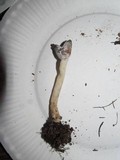 Hypomyces cervinigenus image