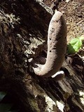Xylaria poitei image