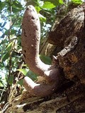 Xylaria poitei image