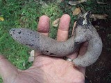 Xylaria poitei image
