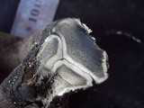 Xylaria poitei image
