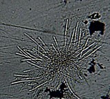 Xylaria poitei image