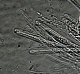Xylaria poitei image