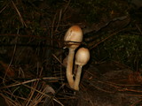Lepiota cristata image