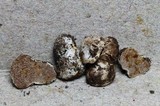 Image of Timgrovea ferruginea