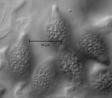 Timgrovea ferruginea image