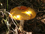 Amanita amerimuscaria image