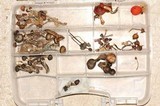 Psilocybe hoogshagenii var. hoogshagenii image
