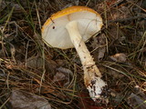 Amanita amerimuscaria image