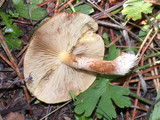 Pholiota velaglutinosa image