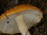 Amanita amerimuscaria image