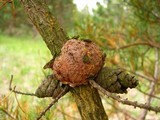 Cronartium quercuum image
