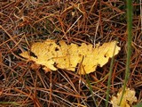 Cronartium quercuum image