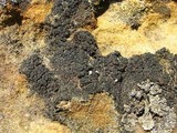 Psorula rufonigra image