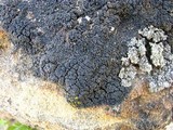 Psorula rufonigra image