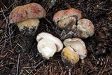 Boletus rex-veris image
