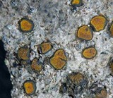 Caloplaca litoricola image