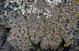 Caloplaca litoricola image