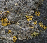 Herteliana alaskensis image