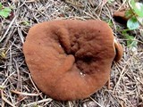 Discina ancilis image