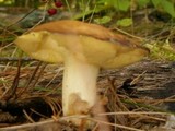 Suillus weaverae image