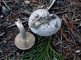 Clitocybe glacialis image