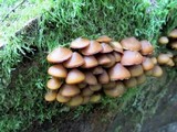 Kuehneromyces lignicola image