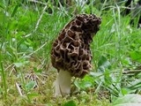 Morchella prava image