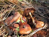 Pholiota highlandensis image