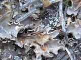 Illosporium carneum image