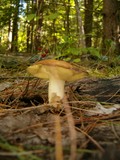 Suillus weaverae image