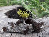 Nodobryoria abbreviata image