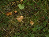 Suillus weaverae image
