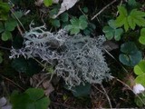 Pseudevernia furfuracea var. furfuracea image