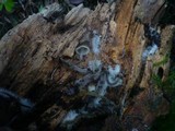 Mycena stipata image