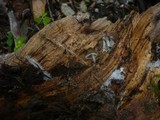 Mycena stipata image