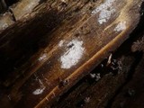 Sistotrema brinkmannii image