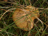 Suillus weaverae image