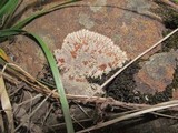 Placopsis lambii image