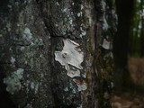 Aleurodiscus disciformis image