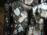 Aleurodiscus disciformis image