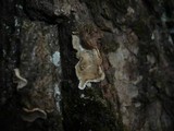 Aleurodiscus disciformis image