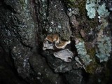 Aleurodiscus disciformis image