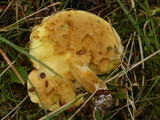 Suillus weaverae image