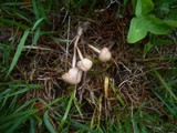 Marasmius oreades image
