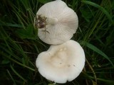 Melanoleuca subalpina image