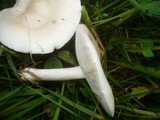 Melanoleuca subalpina image