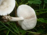 Melanoleuca subalpina image